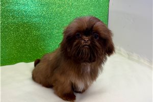 George - Shih Tzu for sale