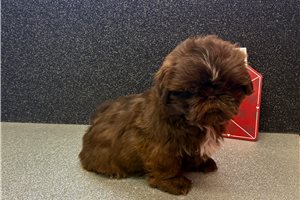 Grant - puppy for sale