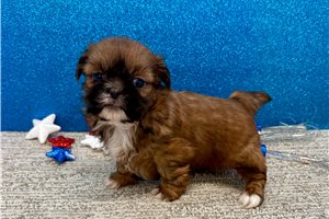 Selena - Shih Tzu for sale