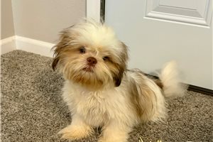 Kenji - Shih Tzu for sale