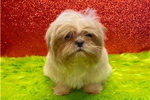 Marshall - Shih Tzu for sale