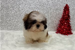 Treasure - Shih Tzu for sale