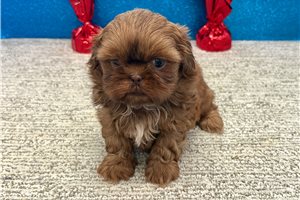 Sabrina - Shih Tzu for sale