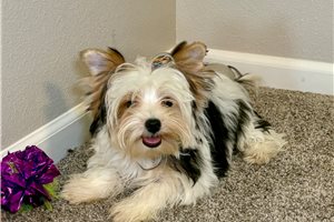 Samuel - Yorkshire Terrier - Yorkie for sale
