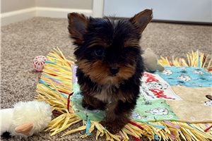 Amber - Yorkshire Terrier - Yorkie for sale