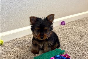Amaury - Yorkshire Terrier - Yorkie for sale
