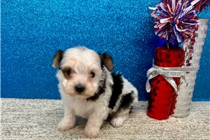 Samuel - Yorkshire Terrier - Yorkie for sale