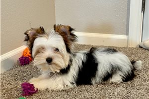 Samuel - puppy for sale