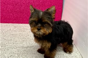 Dolly - Yorkshire Terrier - Yorkie for sale