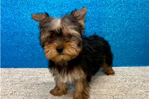 Herman - Yorkshire Terrier - Yorkie for sale