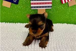 Ocean - Yorkshire Terrier - Yorkie for sale