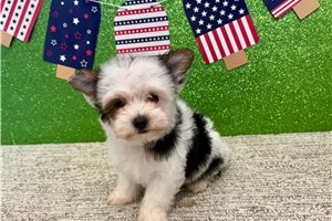 Samuel - Yorkshire Terrier - Yorkie for sale