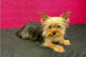 Opal - Yorkshire Terrier - Yorkie for sale
