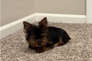 Amaury - Yorkshire Terrier - Yorkie for sale