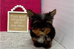 Amber - Yorkshire Terrier - Yorkie for sale