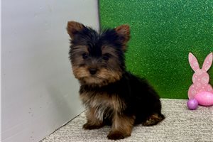 Forrest - Yorkshire Terrier - Yorkie for sale