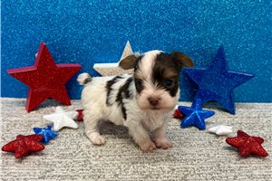 Santiago - puppy for sale