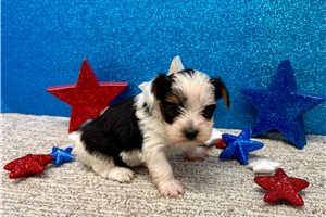 Sophia - puppy for sale