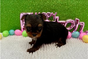 Herman - Yorkshire Terrier - Yorkie for sale