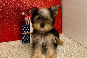 Haven - Yorkshire Terrier - Yorkie for sale