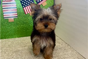 Herman - puppy for sale