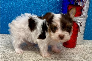 Santiago - Yorkshire Terrier - Yorkie for sale