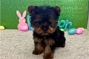 Frederick - Yorkshire Terrier - Yorkie for sale