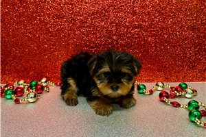 Ajax - Yorkshire Terrier - Yorkie for sale