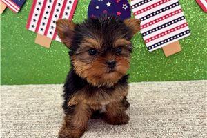 Ocean - Yorkshire Terrier - Yorkie for sale