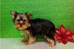 Owen - puppy for sale