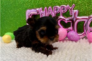 Harry - Yorkshire Terrier - Yorkie for sale