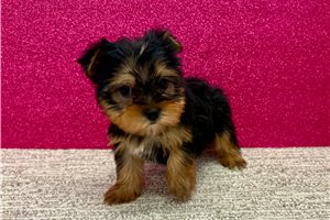 Haven - Yorkshire Terrier - Yorkie for sale