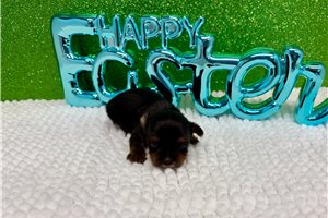 Harry - puppy for sale