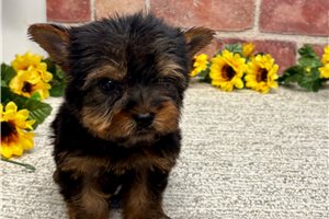 Frederick - Yorkshire Terrier - Yorkie for sale
