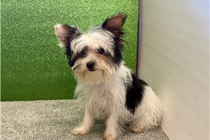 Sophia - Yorkshire Terrier - Yorkie for sale