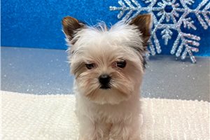 Tucker - Yorkshire Terrier - Yorkie for sale