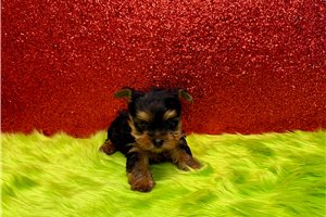 Arlo - puppy for sale