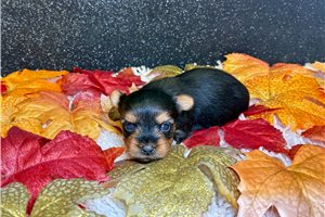Harriet - Yorkie for sale
