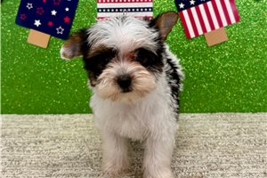 Sophia - Yorkshire Terrier - Yorkie for sale