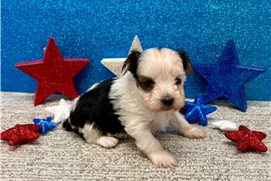 Samuel - Yorkshire Terrier - Yorkie for sale