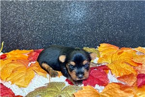 Haven - puppy for sale