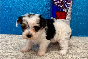 Sophia - Yorkshire Terrier - Yorkie for sale