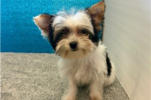 Sophia - Yorkshire Terrier - Yorkie for sale