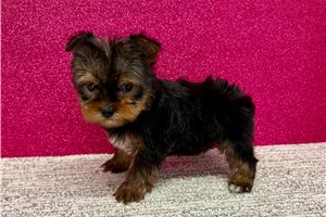 Herman - Yorkshire Terrier - Yorkie for sale
