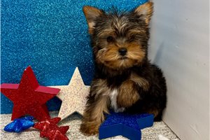 Herman - Yorkshire Terrier - Yorkie for sale