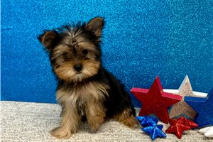 Haven - Yorkshire Terrier - Yorkie for sale