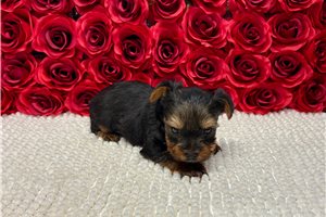 Frederick - Yorkshire Terrier - Yorkie for sale