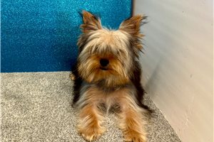 Herman - Yorkshire Terrier - Yorkie for sale