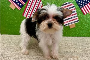 Sophia - Yorkshire Terrier - Yorkie for sale