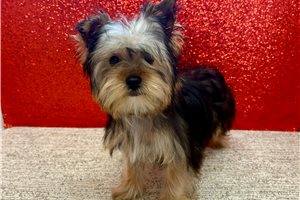 Haven - Yorkshire Terrier - Yorkie for sale